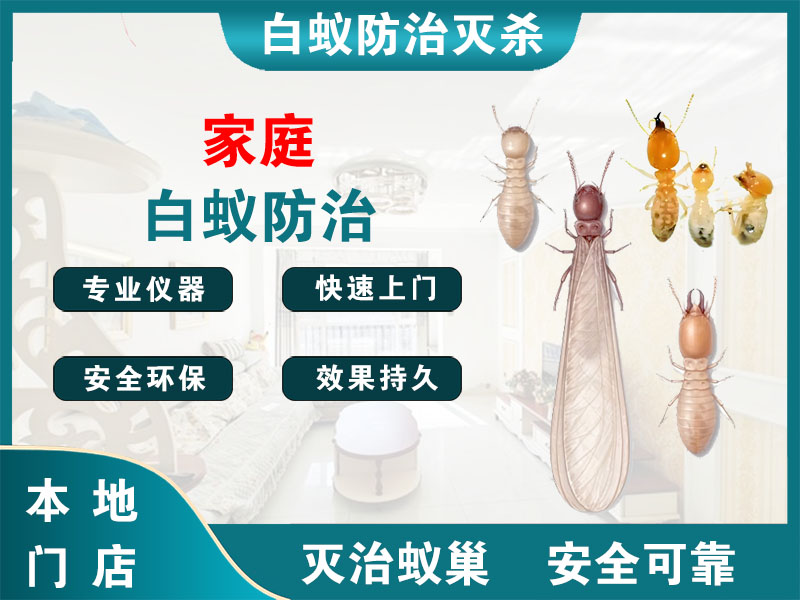 义乌市家庭白蚁防治