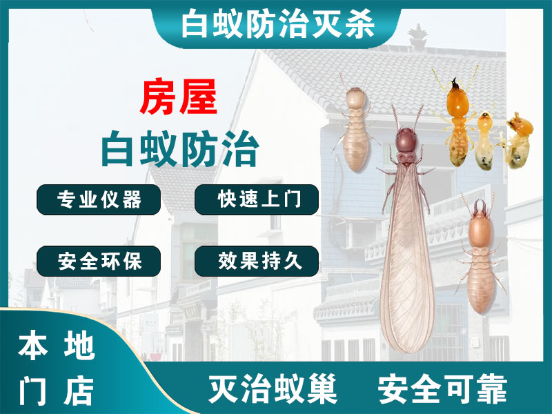 义乌市房屋白蚁防治